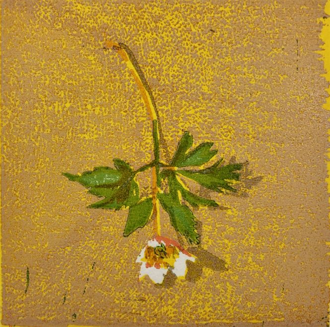 Hovedbilde Tor-Arne Moen, Anemone XXI